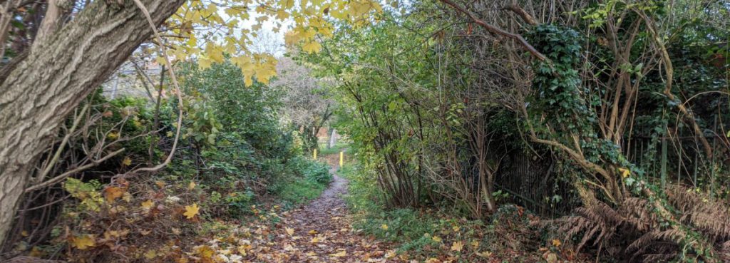 Autumn Littleheath Woods -