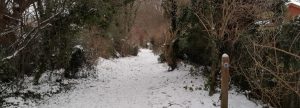 snow Fall